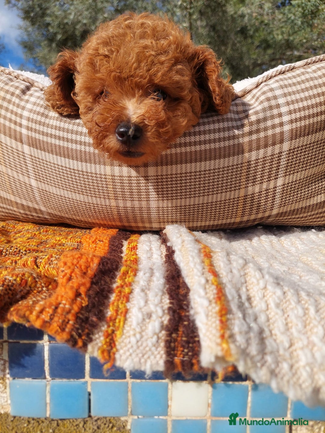 Caniche Toy perros en venta: CANICHES EXCLUSIVOS - Anuncio 3