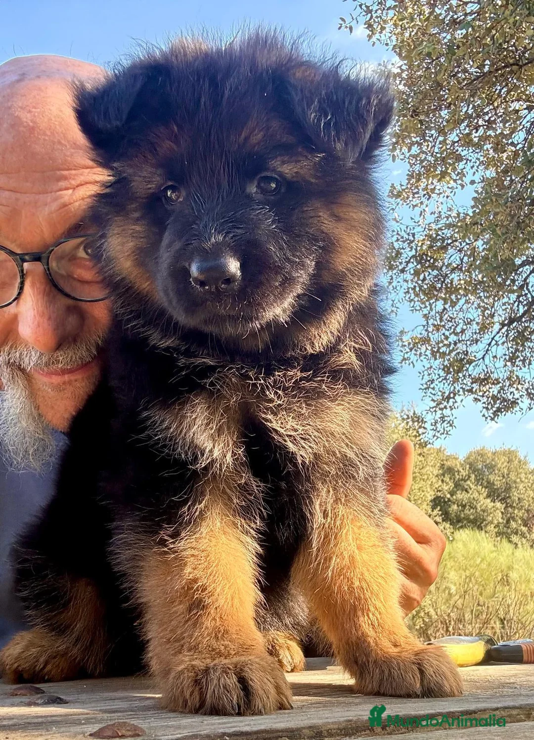 Pastor Alemán perros en venta: pastor alemán belleza alto standing - Anuncio 19