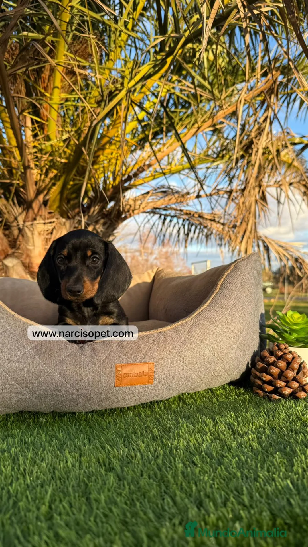 Teckel Miniatura perros en venta: EN VENTA TECKEL MINIATURA - Anuncio 5