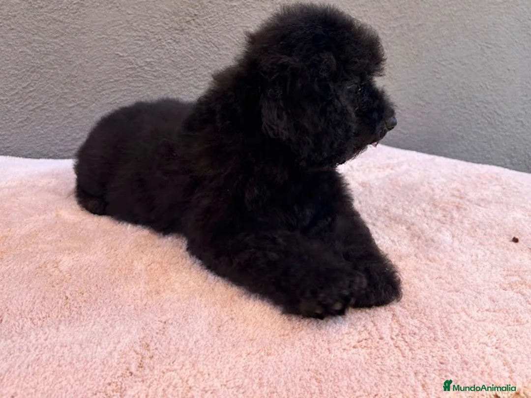 Caniche Enano perros en venta: Caniche negro enano  - Anuncio 4
