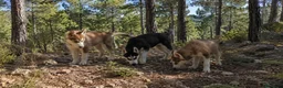 Husky Siberiano perros en venta: Husky siberiano  - Anuncio 2