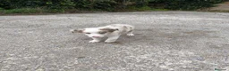 Border Collie perros en venta: Cachorros border collie chocolate! - Anuncio 2