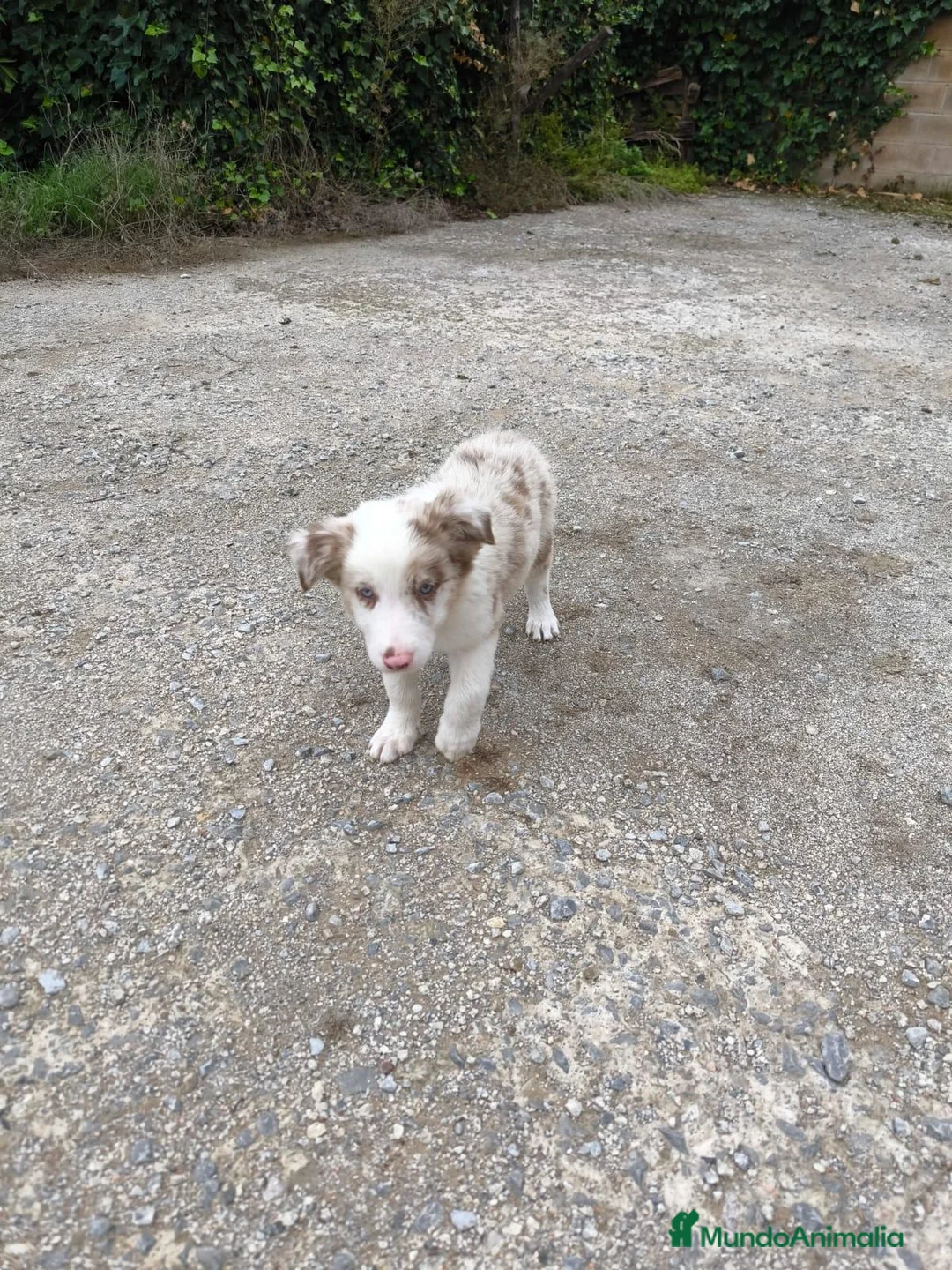 Border Collie perros en venta: Cachorros border collie chocolate! - Anuncio 2