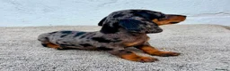 Teckel Miniatura perros en venta: Teckel kaninchen Arlequín  - Anuncio 10