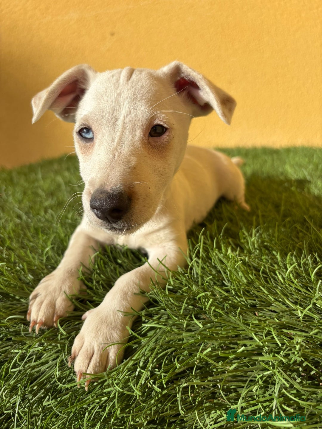 Jack Russell Terrier perros en venta: Hembra Jack Russell Terrier ojo azul pata corta  - Imagen 9