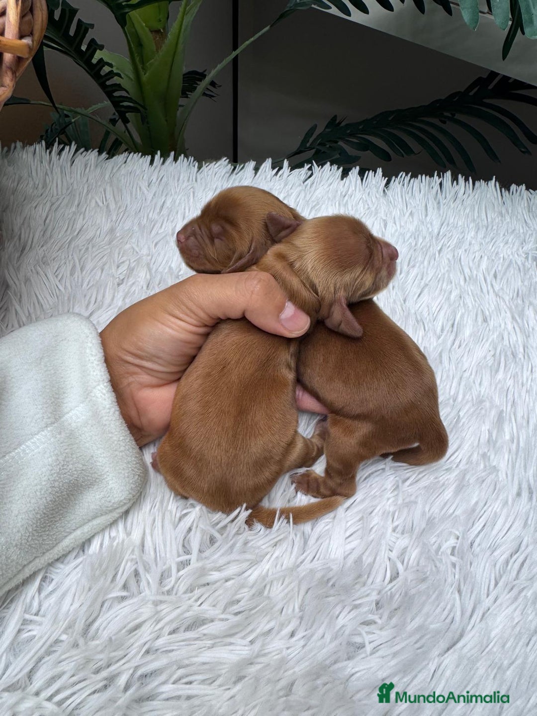 Cocker Spaniel Inglés perros en venta: COCKER SPANIEL INGLES - Anuncio 11