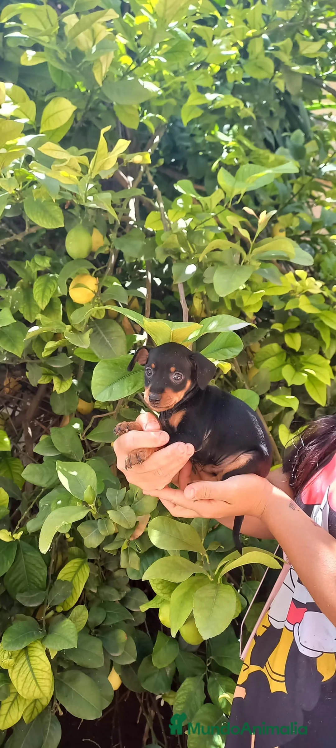 Pinscher Miniatura perros en venta: PINCHER MINIATURA EXCLUSIVOS - Anuncio 2