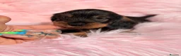 Teckel Miniatura perros en venta: Teckel pelo duro miniatura  - Anuncio 16