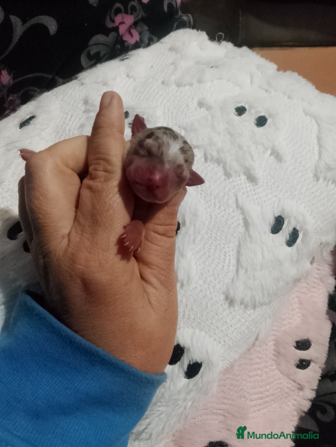 Chihuahua perros en venta: Preciosa chihuahua super toy Merle  - Anuncio 1