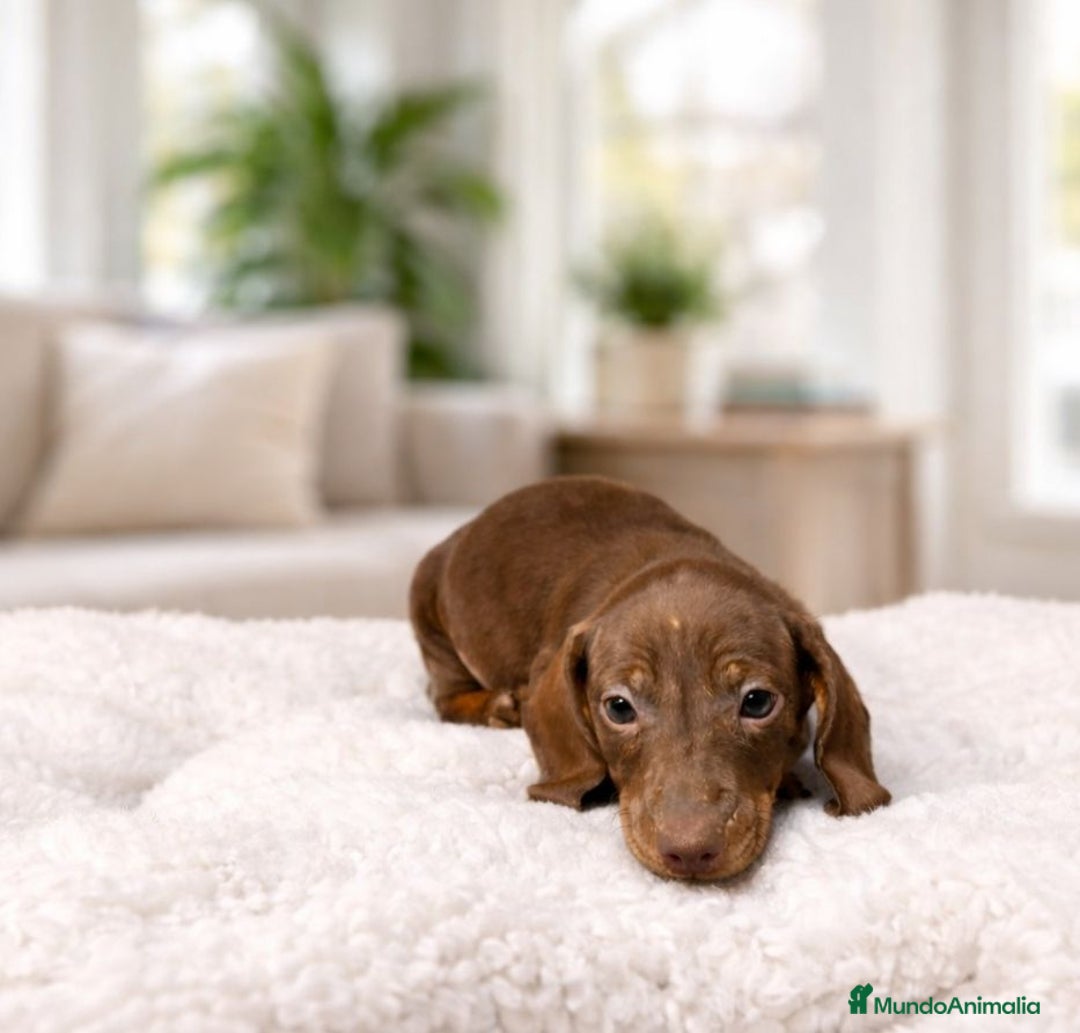 Teckel Miniatura perros en venta: Teckel mini  - Anuncio 3