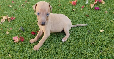 Pequeño Lebrel Italiano perros - Anuncio 15