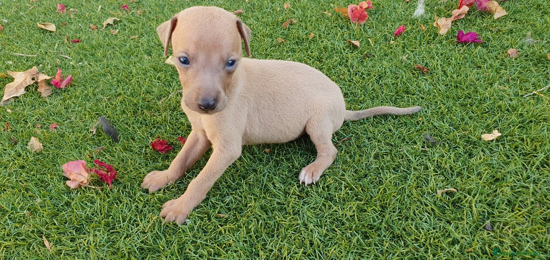 Pequeño Lebrel Italiano perros en venta: Galgo Enano Piccolo machitos - Imagen 6