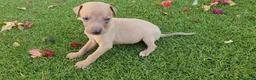 Pequeño Lebrel Italiano perros en venta: Galgo Enano Piccolo machitos - Anuncio 2