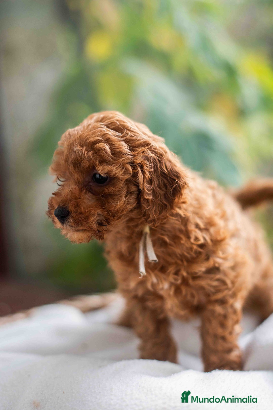 Caniche Toy perros en venta: Caniche toy Hembra - Anuncio 5