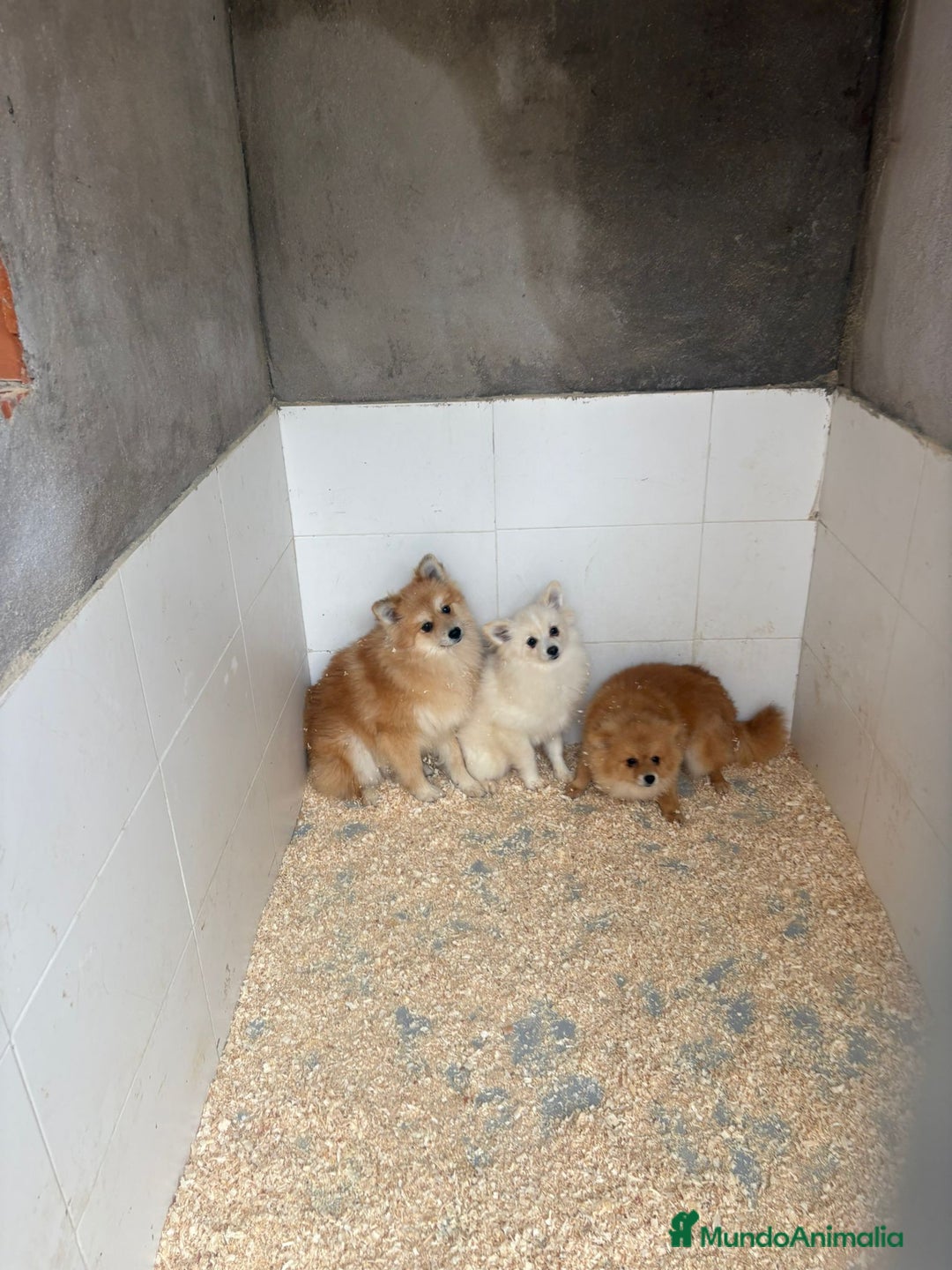 Pomerania perros en venta: OPORTUNIDAD Pomerania 6 meses Machos - Anuncio 9