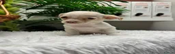 Chihuahua perros en venta: CHIHUAHUA - Anuncio 3