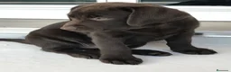 Labrador Retriever perros en venta: Último labrador chocolate!!!!🐶🐾 en Córdoba - Anuncio 3