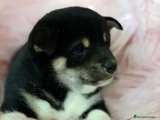 Shiba Inu perros SHIBA INU NEGRA FUEGO HEMBRA - Anuncio 2