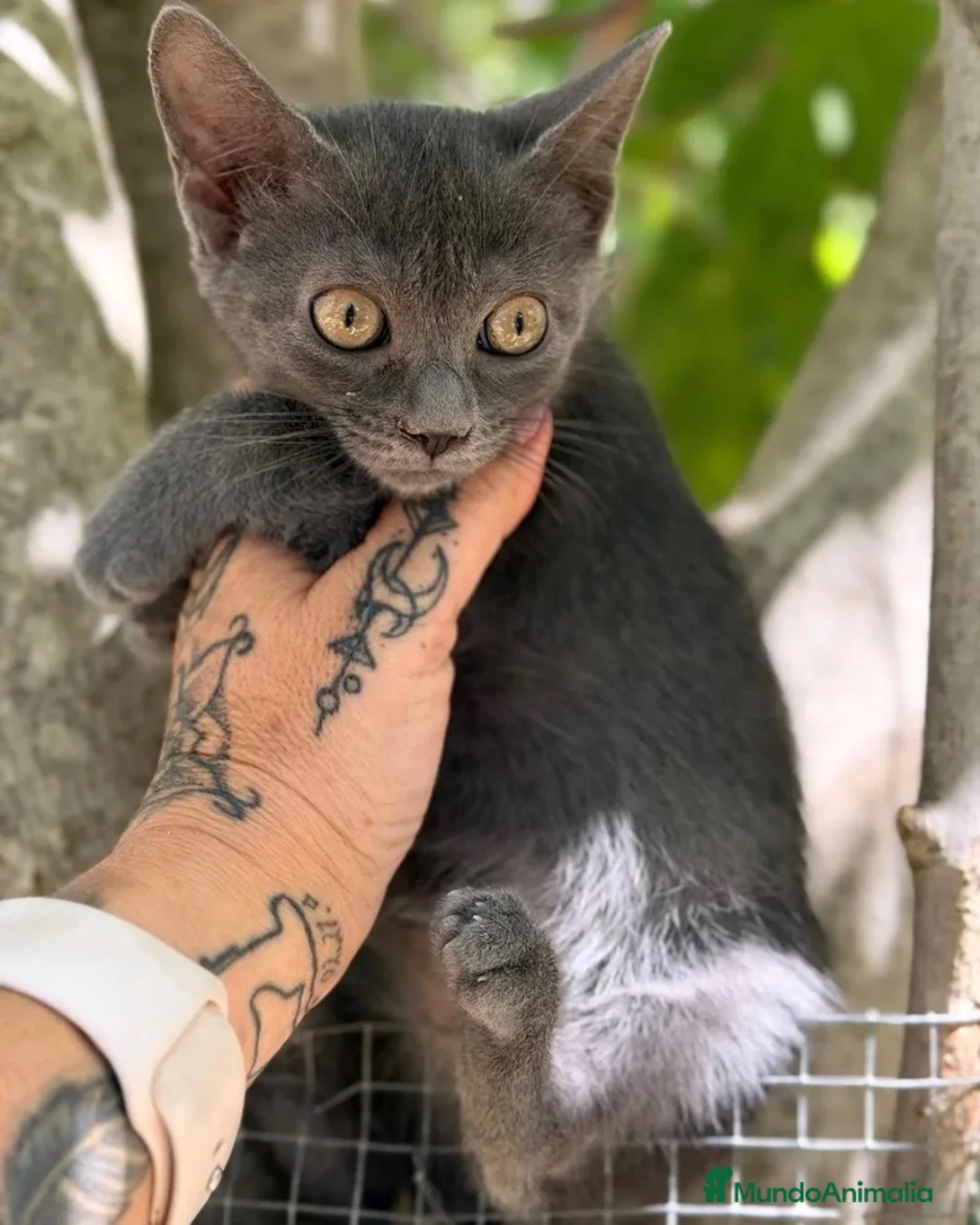 Azul Ruso gatos en venta: Azul ruso hembra  - Anuncio 3