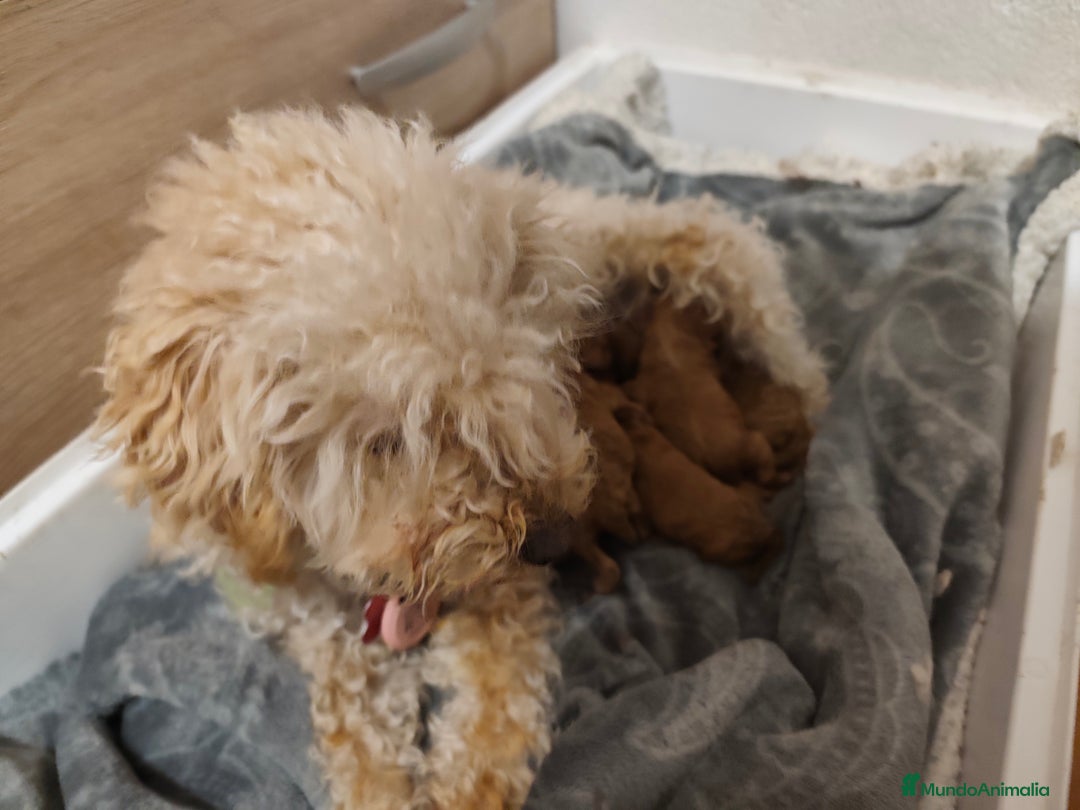 Caniche Toy perros en venta: Cachorritos caniche toy  - Anuncio 4