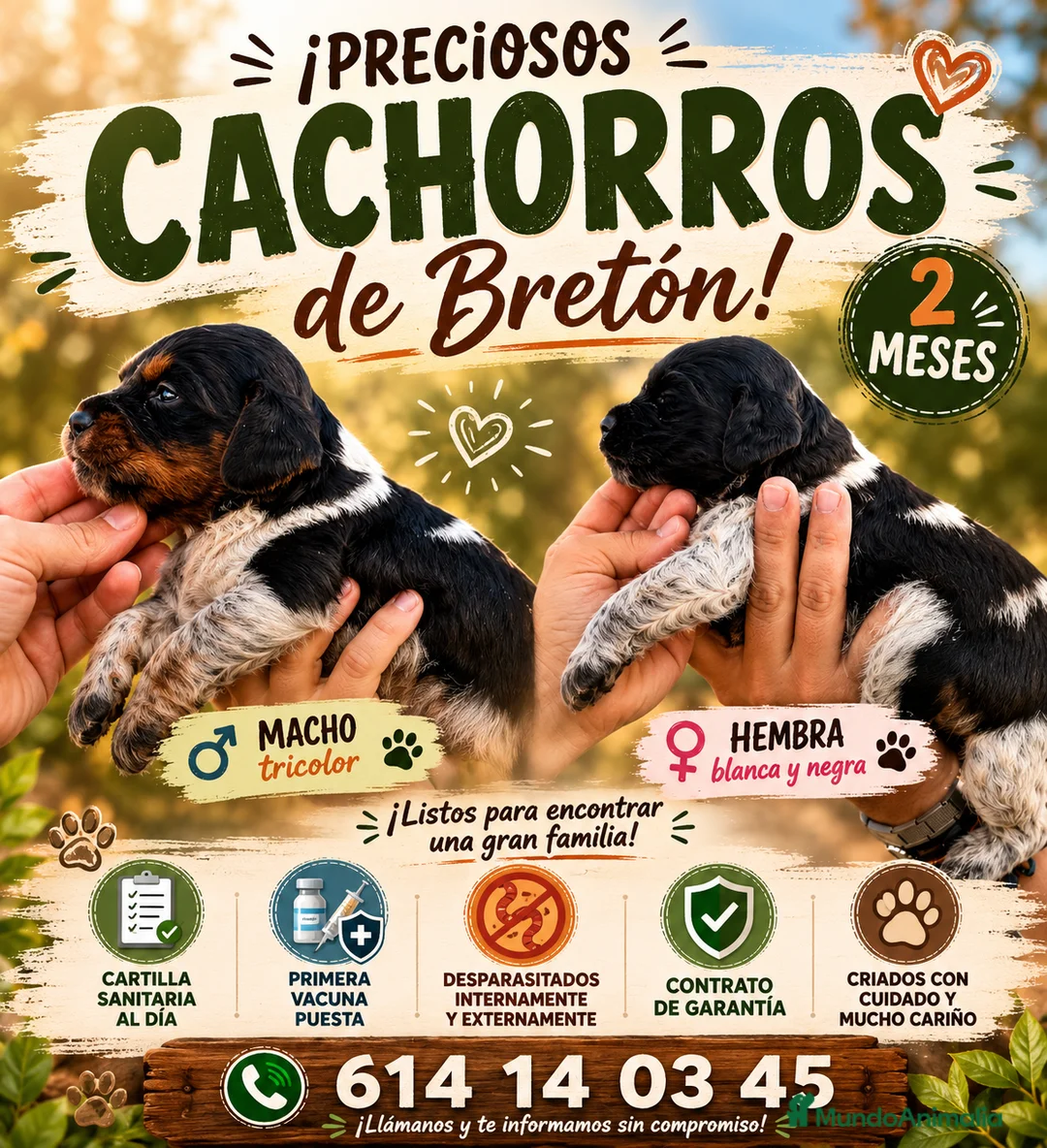 Épagneul Breton perros en venta: Cachorros de Breton  - Anuncio 1