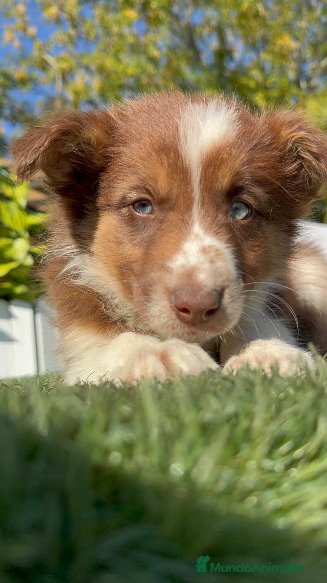 Border Collie perros en venta: BORDER COLLIE HEMBRA - Anuncio 16