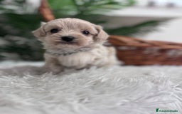 Maltipoo perros en venta: MALTIPOO MACHO - Anuncio 19