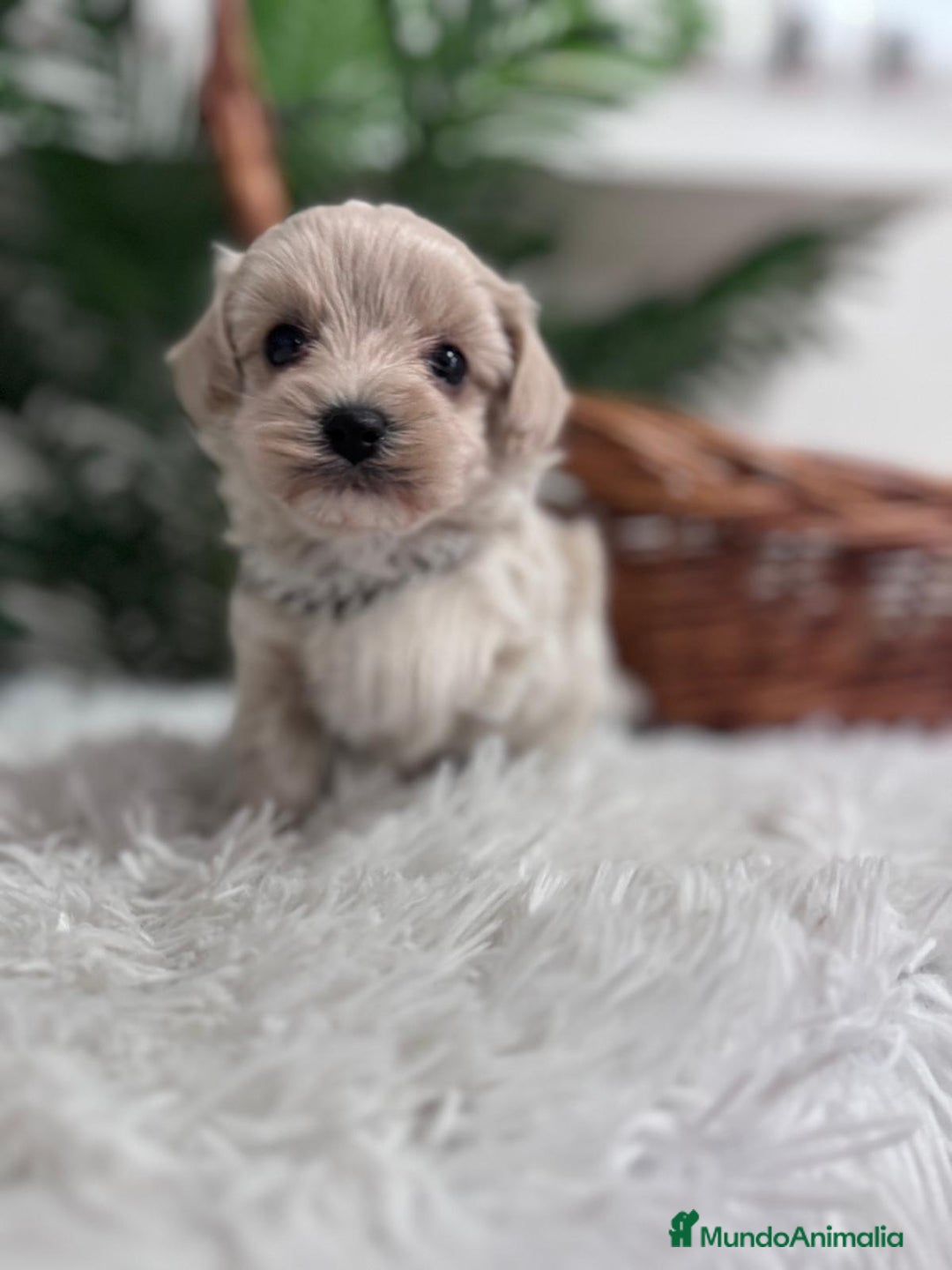 Maltipoo perros en venta: MALTIPOO MACHO - Anuncio 19