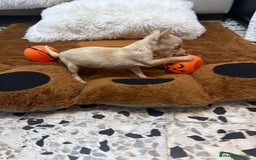 Ratón de Praga perros en venta: Hembrita de ratón de Praga  - Imagen 1