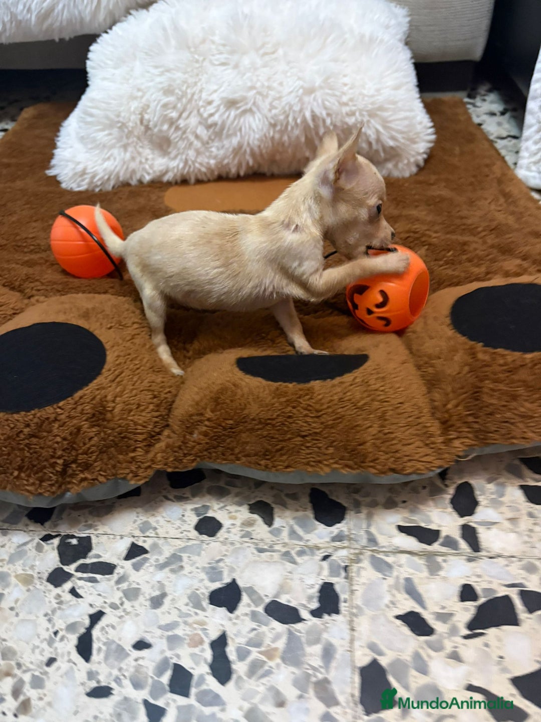 Ratón de Praga perros en venta: Hembrita de ratón de Praga  - Imagen 1