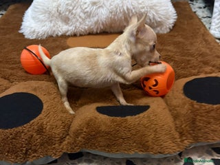 Ratón de Praga perros - Anuncio 5