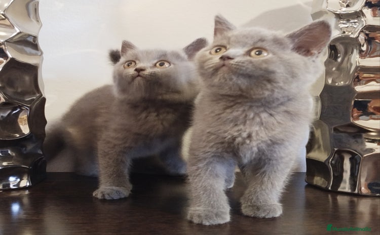 Británico de Pelo Corto Azul gatos - Propaganda 1
