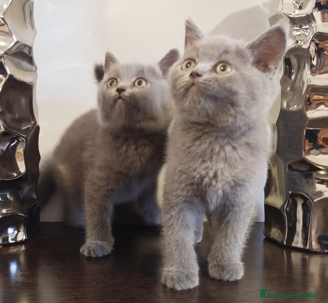 Británico de Pelo Corto Azul gatos en venta: British Shorthair  - Imagen 1