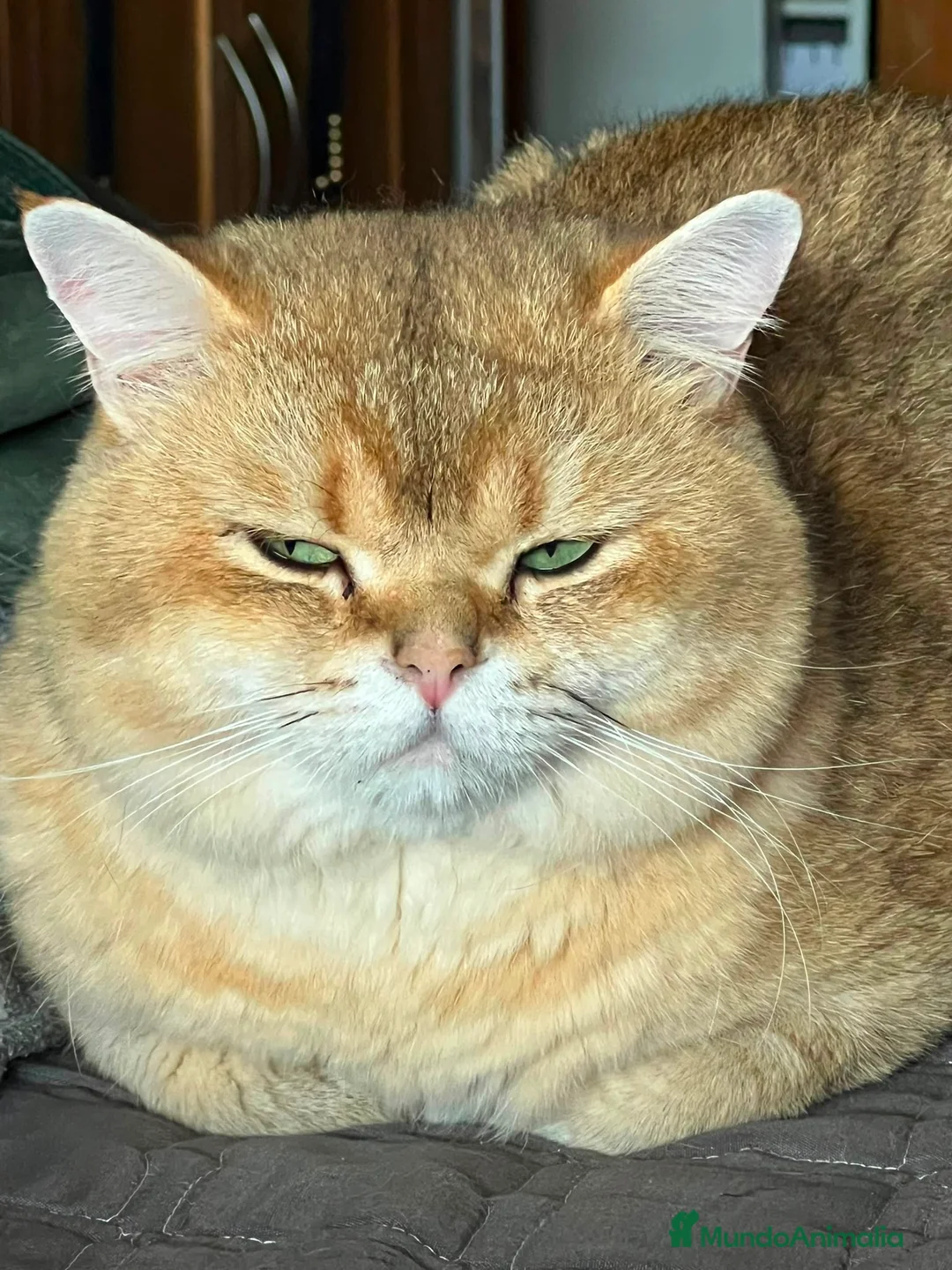 Scottish Fold gatos en venta: Scottish fold - Anuncio 1