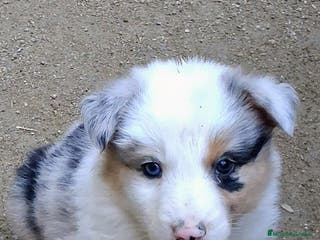 Border Collie perros Boder collie Navalcarnero - Anuncio 29