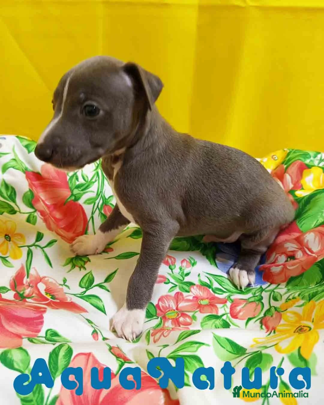 Pequeño Lebrel Italiano perros en venta: Lebrel Italiano Macho 1755 AQUANATURA - Anuncio 8