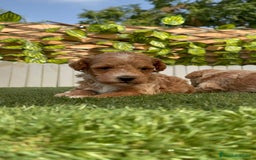 Caniche Toy perros en venta: CANICHE TOY MACHO - Imagen 13