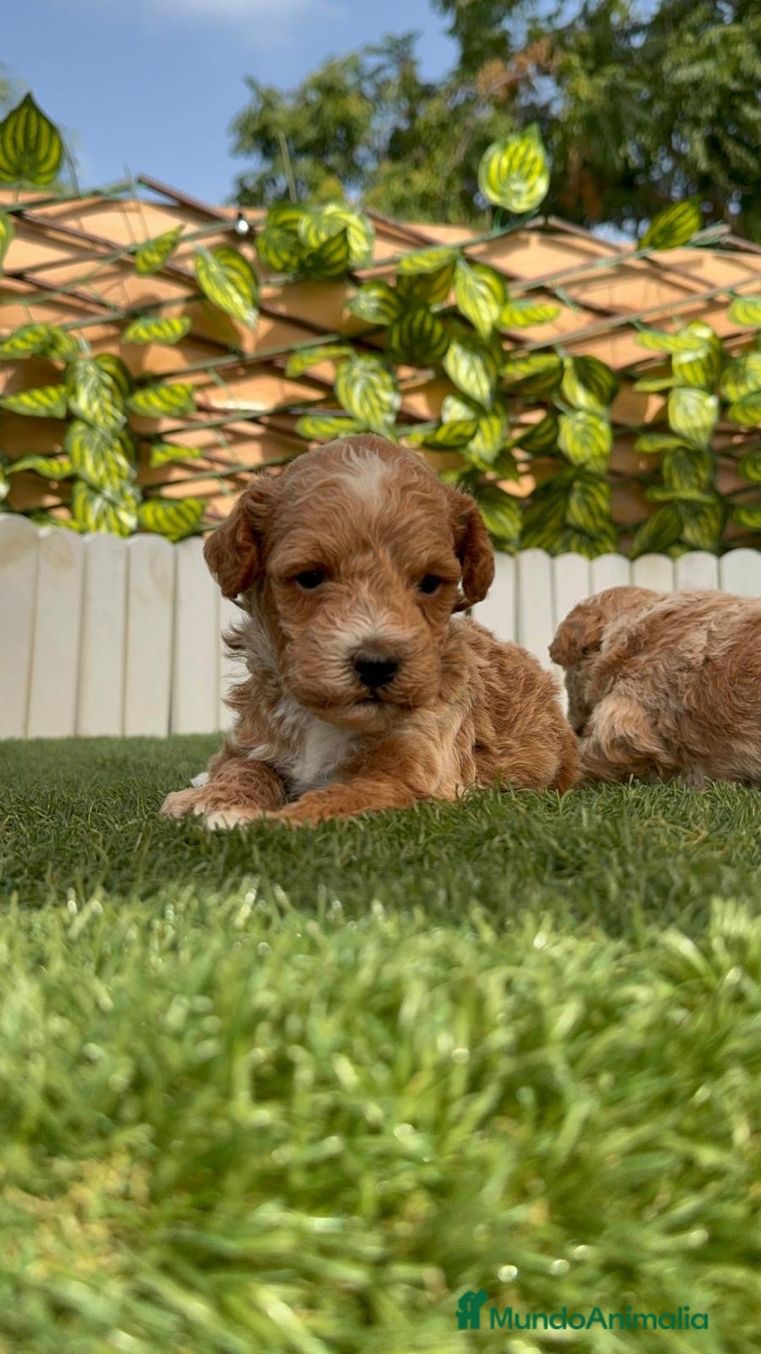 Caniche Toy perros en venta: CANICHE TOY MACHO - Imagen 13