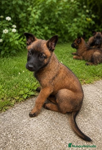 Pastor Belga Malinois perros PASTOR BELGA MALINOIS - Anuncio 32