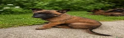 Pastor Belga Malinois perros en venta: PASTOR BELGA MALINOIS - Anuncio 2