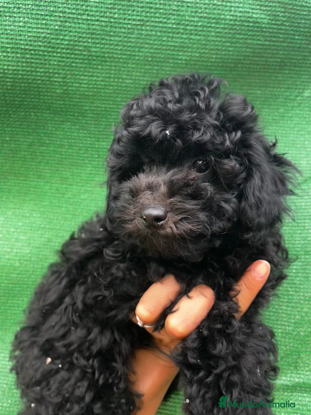 Caniche Toy perros en venta: Caniche negro  - Imagen 4