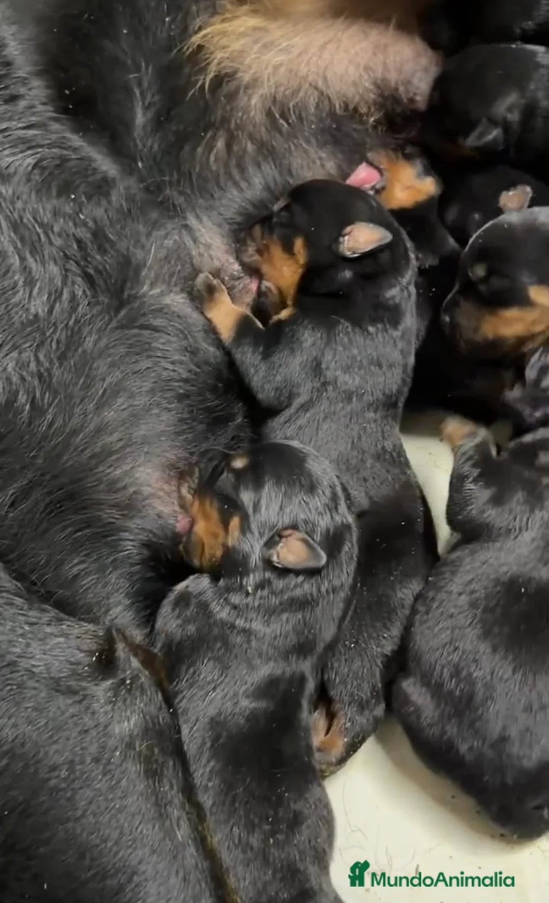 Rottweiler perros en venta: Rottweiler Camada  - Anuncio 1