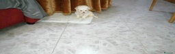 Bichón Maltés perros en venta: PRECIOSAS HEMBRITAS DE BICHÓN MALTÉS  - Anuncio 4