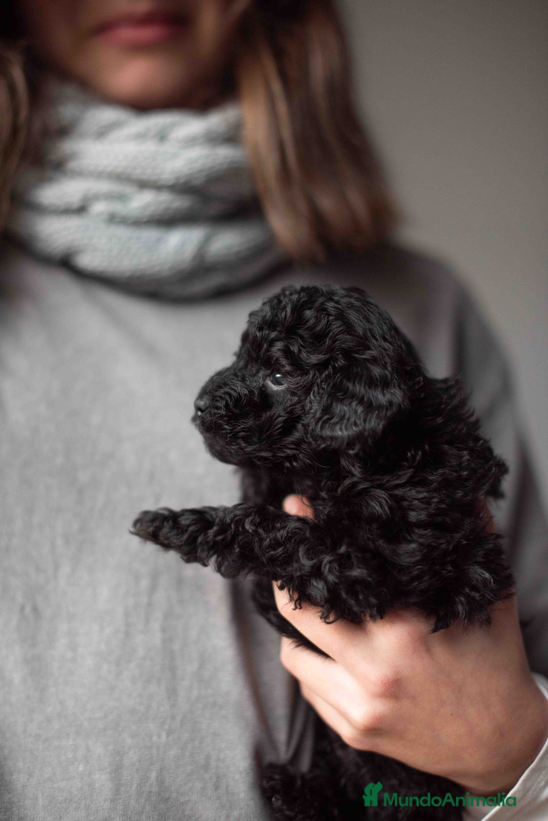 Caniche Toy perros en venta: Caniches toys negros - Anuncio 6