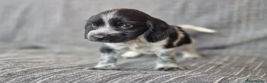 Cocker Spaniel Inglés Ruano Azul 