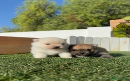 Pomerania perros en venta: POMERANIAS HEMBRAS - Imagen 12
