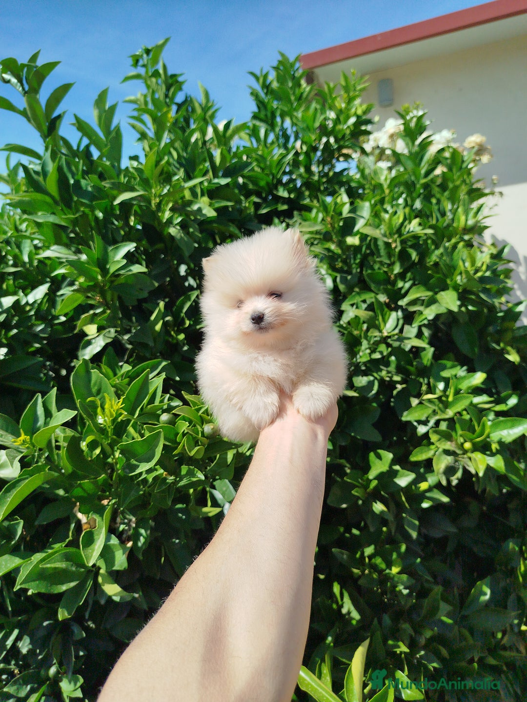 Pomerania perros en venta: Lulú de pomerania toy  - Imagen 3