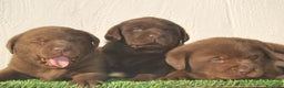 Labrador Retriever perros en venta: Cachorros de Labrador chocolate, increibles - Anuncio 9
