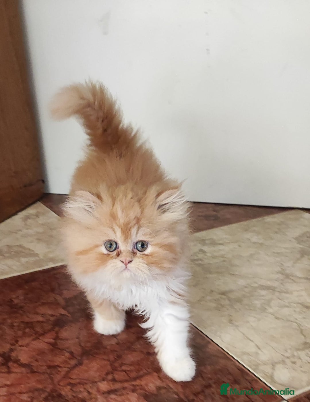 Persa gatos en venta: Gatitos persa chatitos - Anuncio 2