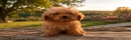 Caniche Toy perros en venta: Caniche toy  - Anuncio 1